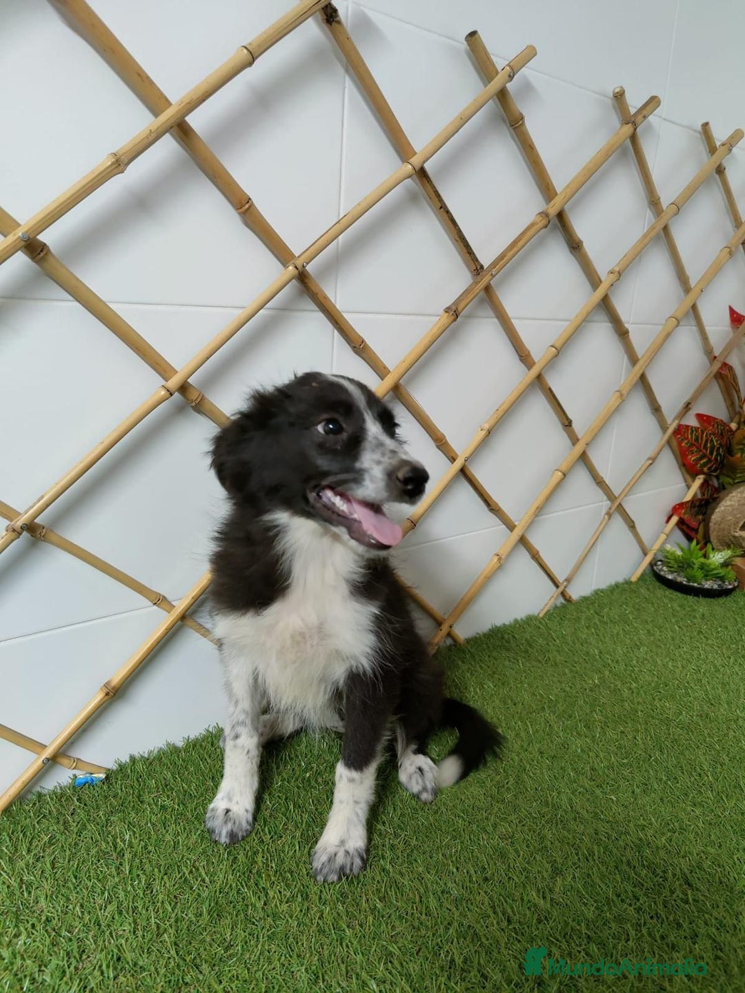 Border Collie perros en venta: BORDER COLLIE - Imagen 2