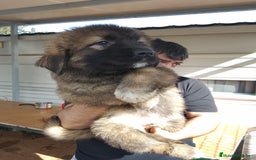 Pastor del Cáucaso perros en venta: Pastor del Cáucaso  - Imagen 1