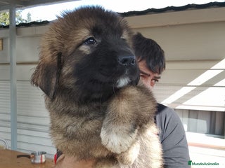 Pastor del Cáucaso perros - Anuncio 2