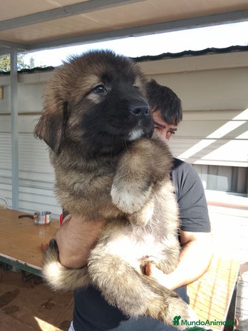 Pastor del Cáucaso perros - Anuncio 2