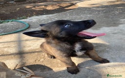 Pastor Belga Malinois perros en venta: CACHORROS DE PASTOR BELGA DISPONIBLES  - Anuncio 2