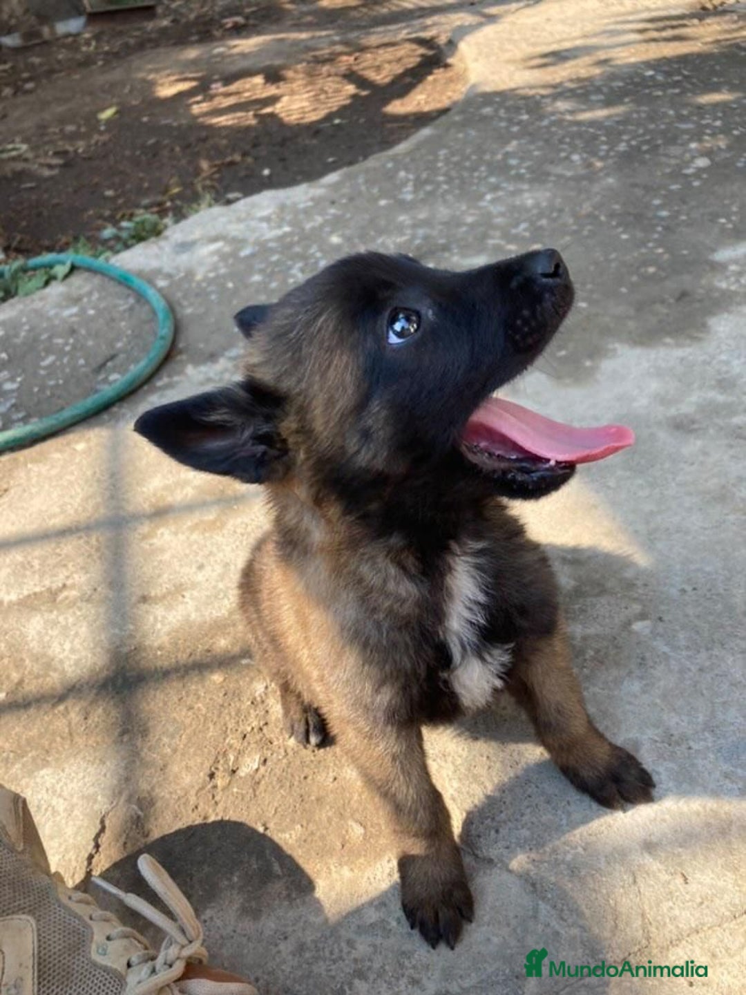Pastor Belga Malinois perros en venta: CACHORROS DE PASTOR BELGA DISPONIBLES  - Anuncio 2