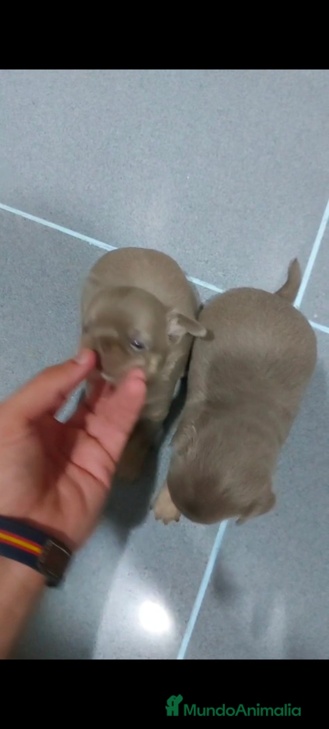 Chihuahua perros en venta: Chihuahua blue machos  - Imagen 6