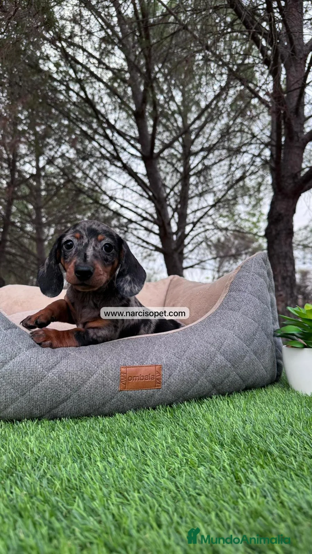 Teckel perros en venta: TECKEL MERLE NEGRO PLATA HEMBRITA en Asturias - Anuncio 2