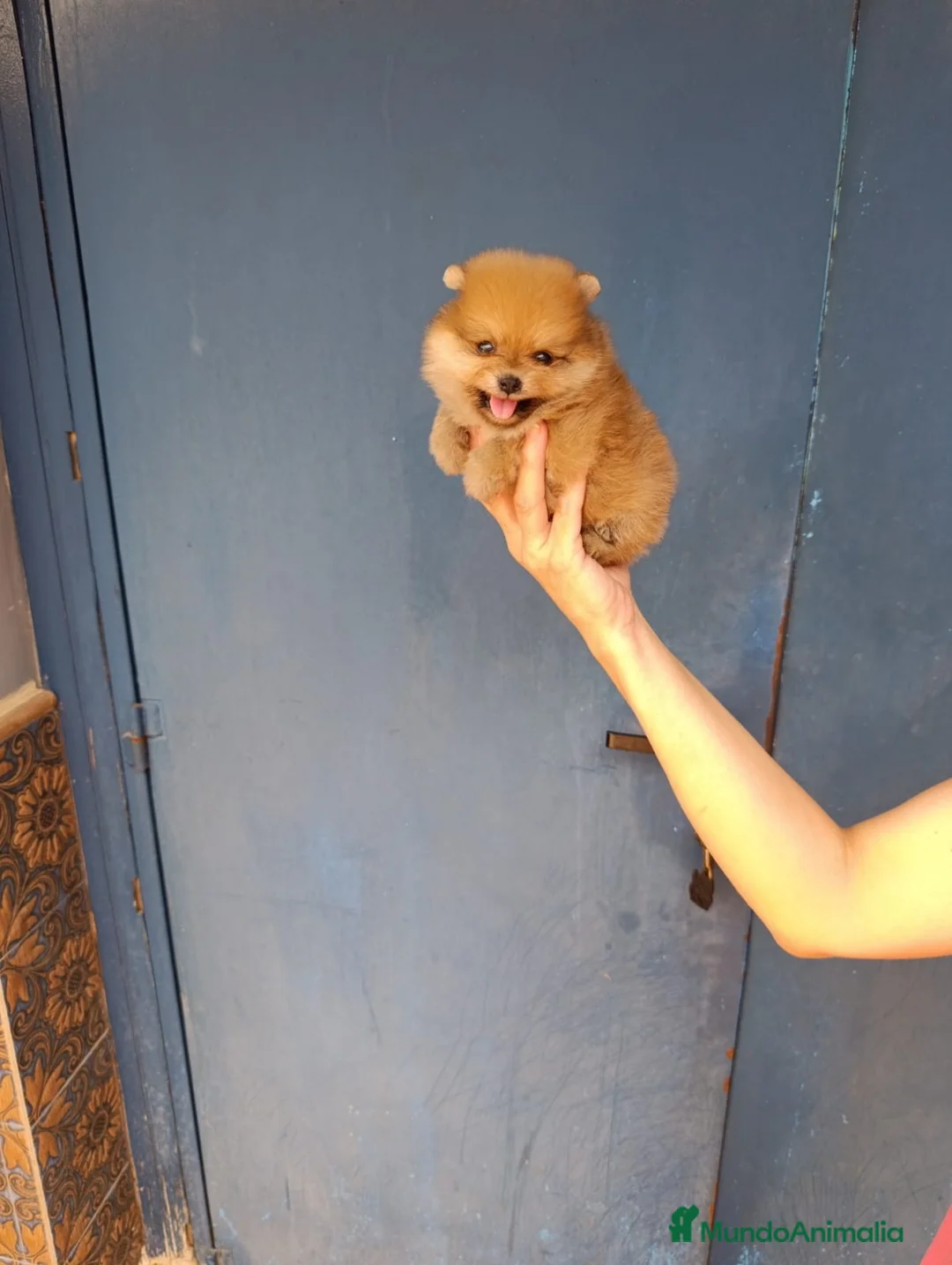 Pomerania perros en venta: Pomerania ositos toy ‼️ - Anuncio 4