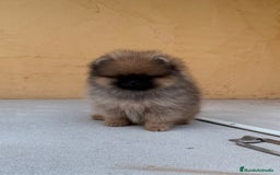 Pomerania perros en venta: Pomerania Toy - Imagen 6