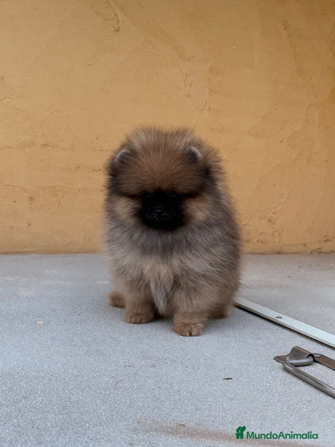Pomerania perros en venta: Pomerania Toy - Imagen 6