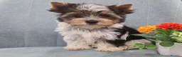 Biewer Yorkshire Terrier a la Pom Pon perros en venta: Hembra Yorkshire Biewer  - Anuncio 1
