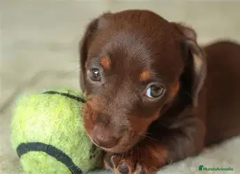 Teckel perros CACHORRO TECKEL , CHOCOLATE Y ARLEQUIN - Anuncio 14