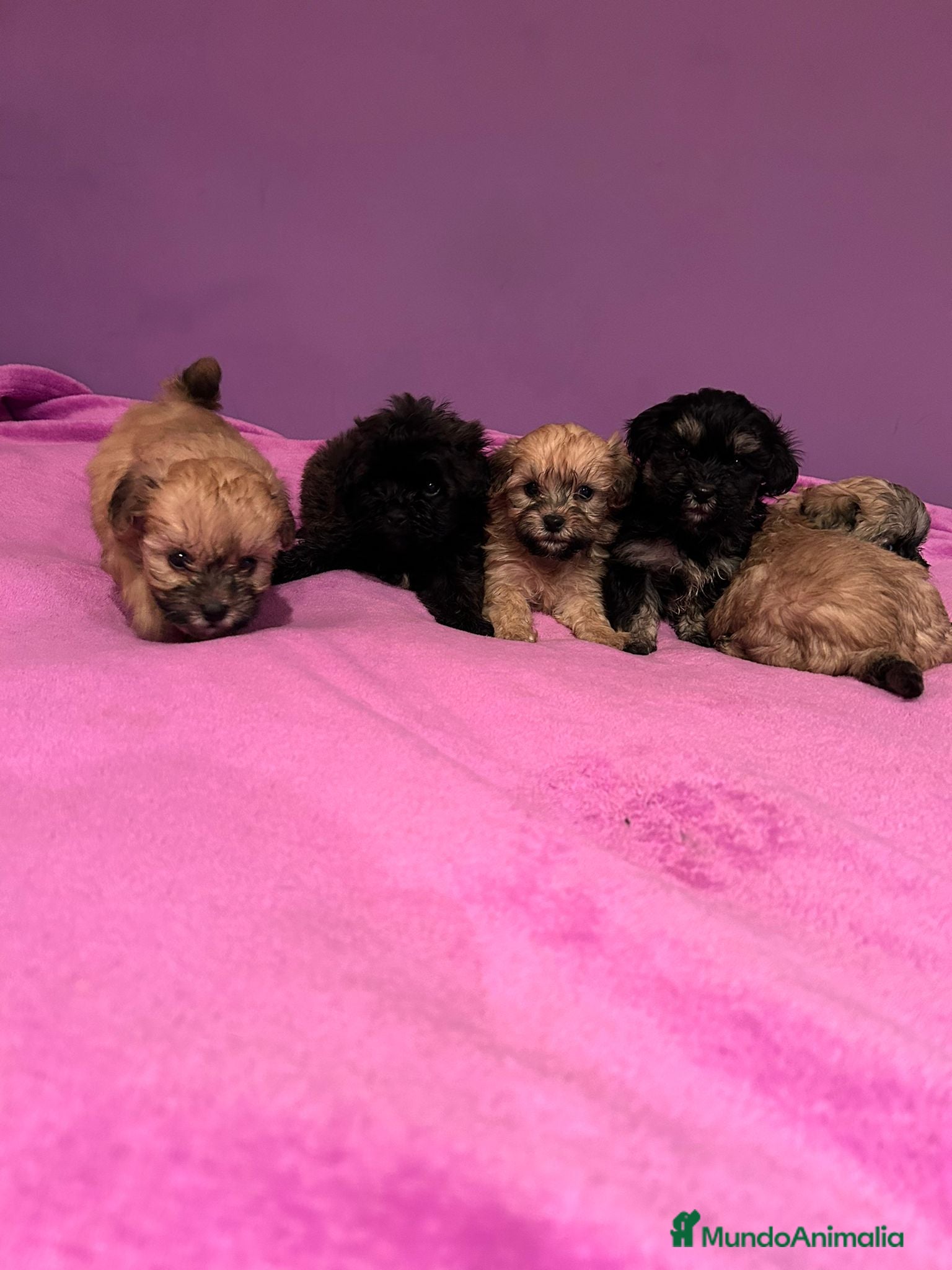 Yorkiepoo perros Yorkipoo - Anuncio 1