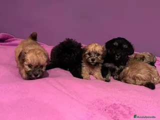 Yorkiepoo perros Yorkipoo - Anuncio 1