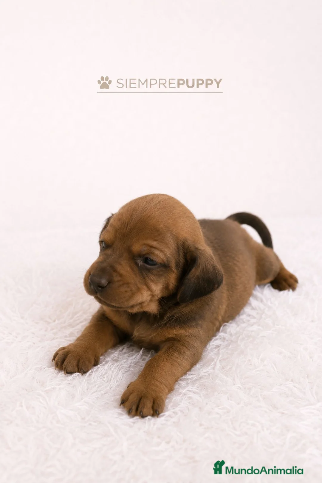 Teckel Miniatura perros en venta: TECKEL MINIATURA COLOR FUEGO - Anuncio 1