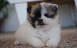 Pomerania perros en venta: 🌟 Prodigy y Roscón – Pomerania únicos - Imagen 3
