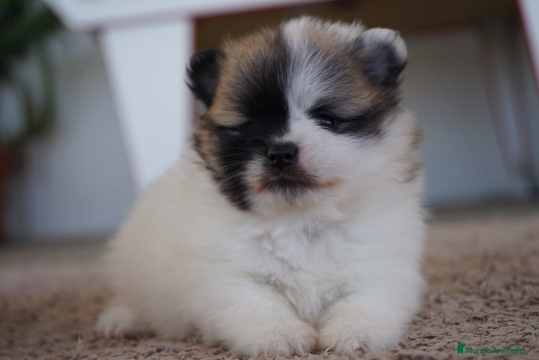 Pomerania perros en venta: 🌟 Prodigy y Roscón – Pomerania únicos - Imagen 3