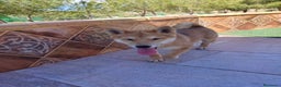 Shiba Inu perros en venta: SHIBA INU - Anuncio 3