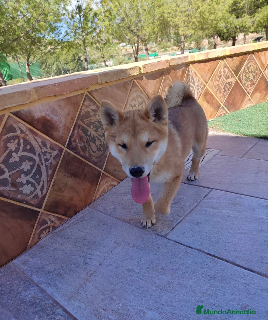 Shiba Inu perros en venta: SHIBA INU - Anuncio 3