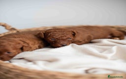 Caniche Toy perros en venta: Caniche toy rojos machos - Imagen 14