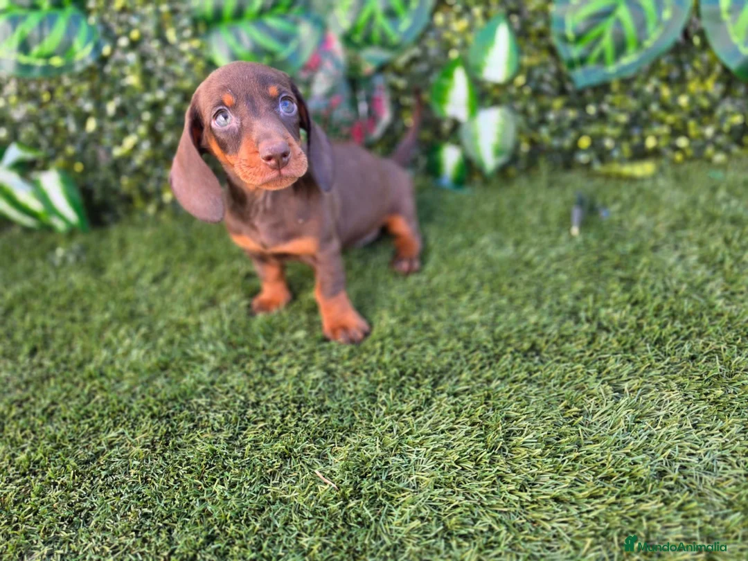 Teckel perros en venta: TECKEL MINI - Anuncio 1