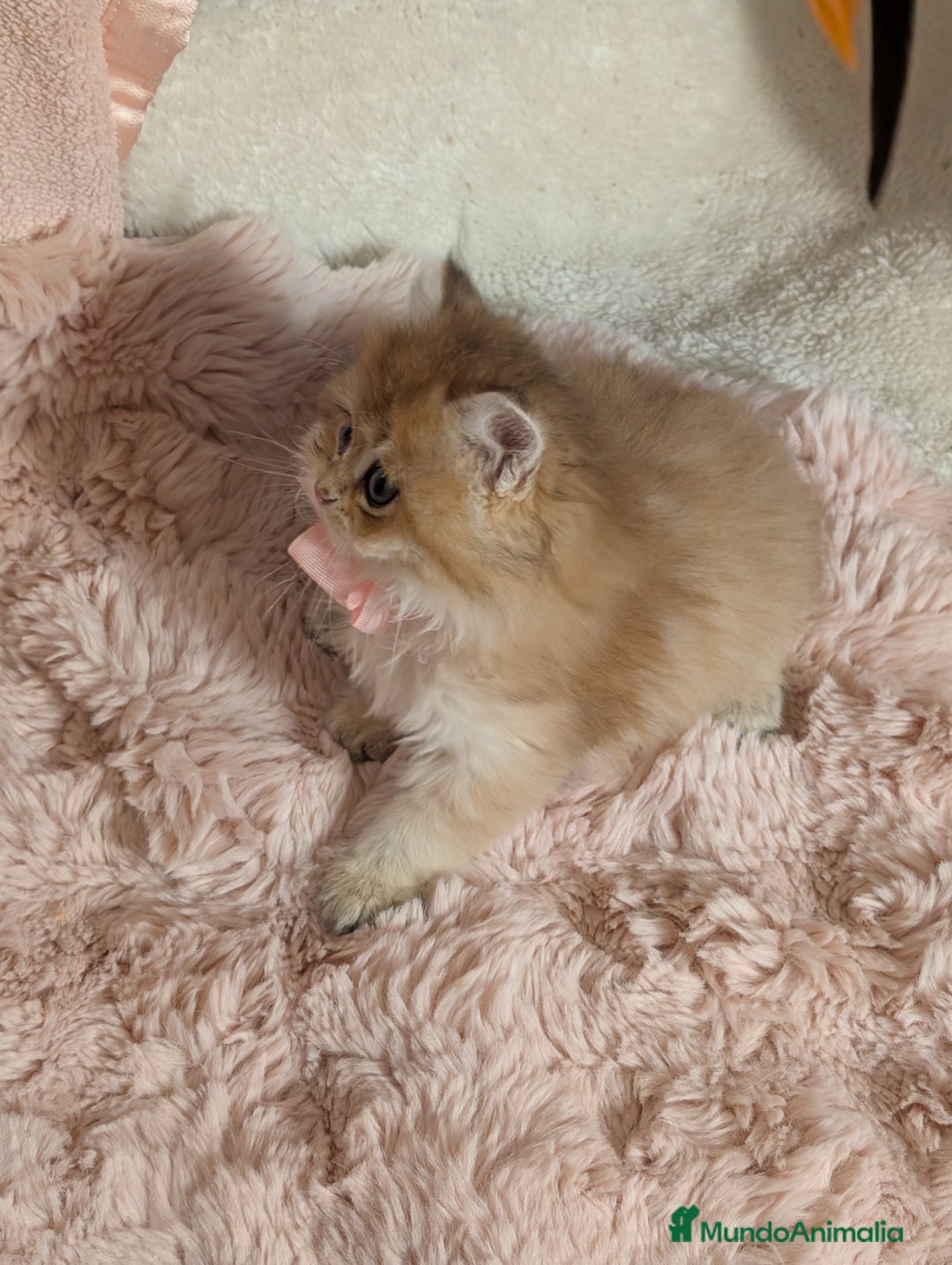 Británico de Pelo Largo gatos en venta: gatitos british longhair 📍lineas excepcionales - Anuncio 16