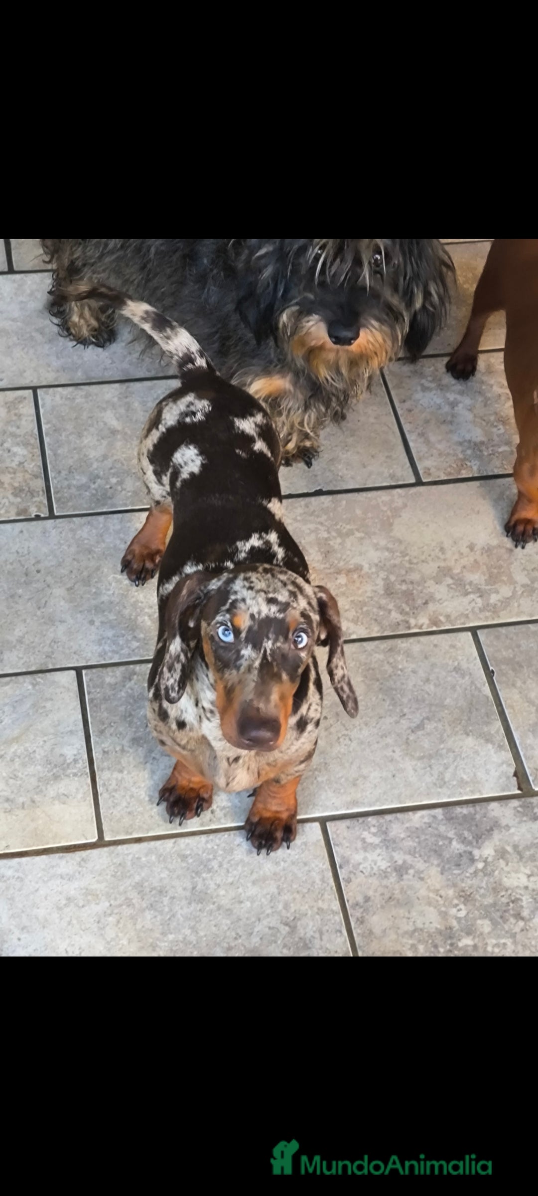 Teckel Miniatura perros en venta: camada teckel canichen muy pequeños  - Imagen 25