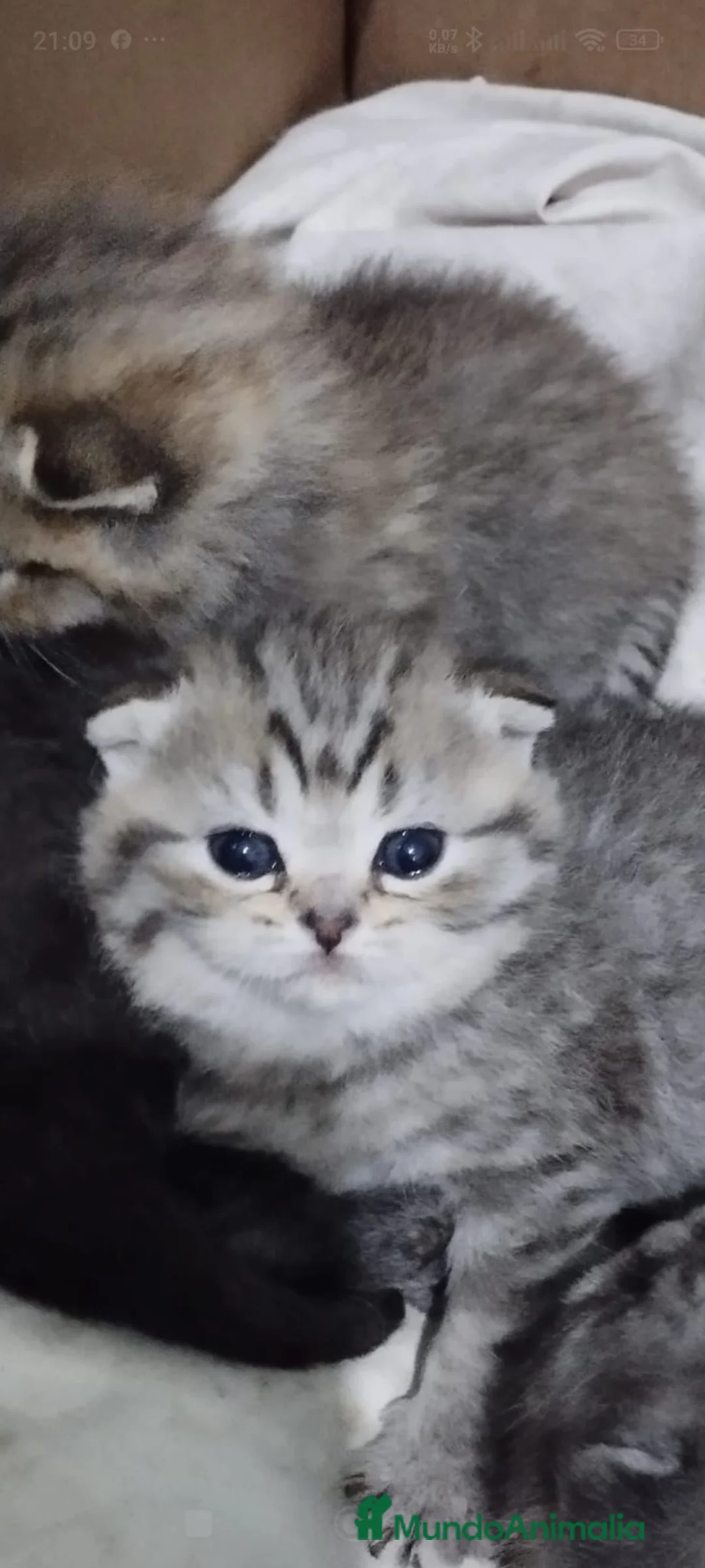 Scottish Fold gatos en venta: Hembra de Scotish Fold  - Anuncio 1