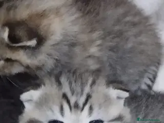 Scottish Fold gatos Hembra de Scotish Fold - Anuncio 2