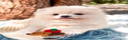Pomerania perros en venta: Pomerania - Anuncio 3