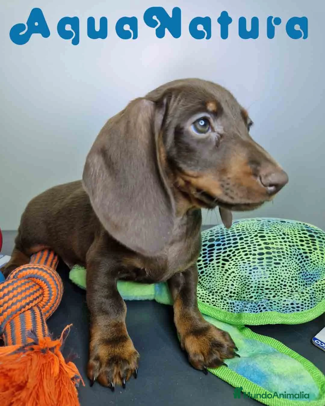 Teckel Miniatura perros en venta: Teckel Macho DCD 1574 AQUANATURA - Anuncio 9