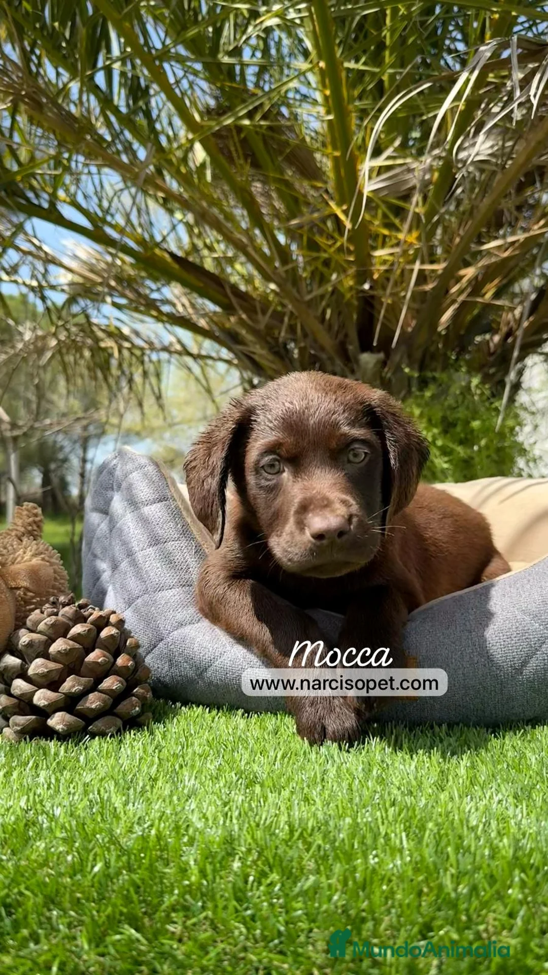 Labrador Retriever perros en venta: LABRADOR CHOCOLATE HEMBRA en Asturias - Anuncio 6