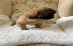Pekinés perros en venta: Cachorros de Pekines Imperial hembras  - Imagen 3