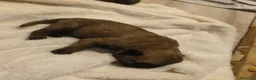 Cane Corso perros en venta: Cane corso  - Anuncio 5