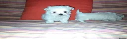 Bichón Maltés perros en venta: Bichón maltés toy - Anuncio 3