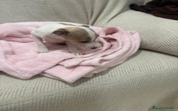 Chihuahua perros en venta: Chihuahua cabeza venado  - Imagen 5
