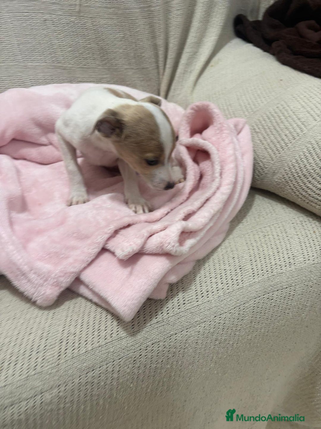 Chihuahua perros en venta: Chihuahua cabeza venado  - Imagen 5