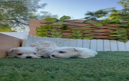 Bichón Maltés perros en venta: BICHÓN MALTÉS  - Imagen 3