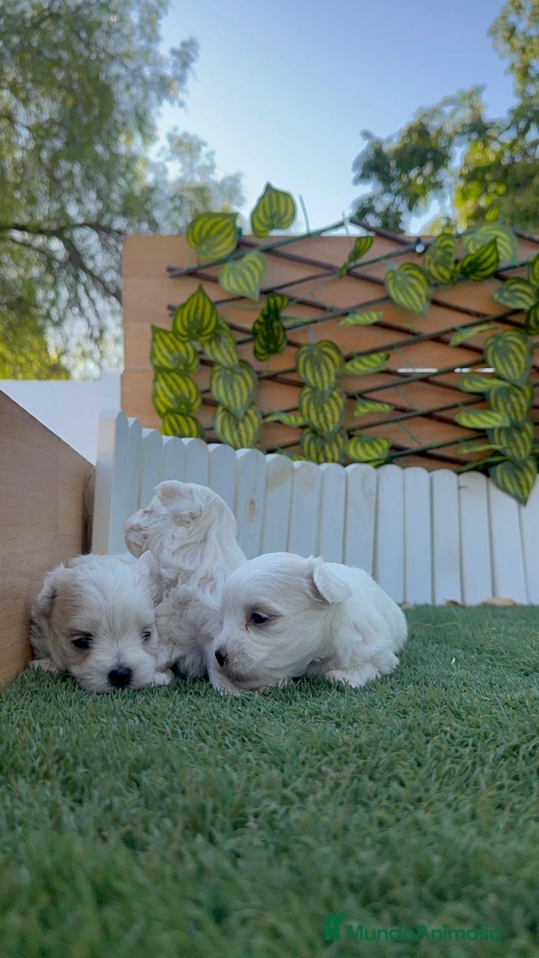 Bichón Maltés perros en venta: BICHÓN MALTÉS  - Imagen 3
