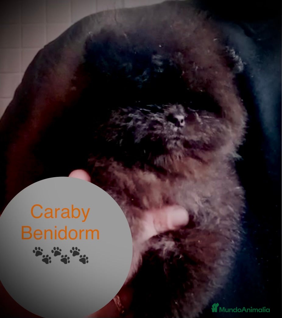Pomerania perros Pomerania Caraby Benidorm  - Anuncio 2
