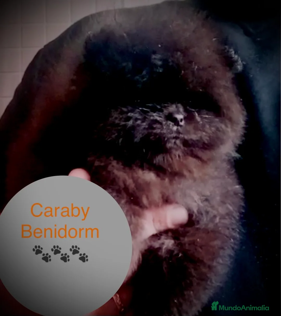 Pomerania perros en venta: Pomerania Caraby Benidorm  - Anuncio 1