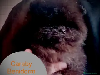 Pomerania perros Pomerania Caraby Benidorm - Anuncio 2