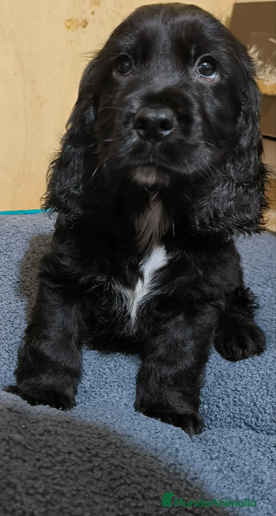 Cocker Spaniel Inglés perros en venta: Camada de Cocker en Madrid en Madrid - Anuncio 4