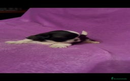Shih Tzu perros en venta: Shih tzu mini - Imagen 4