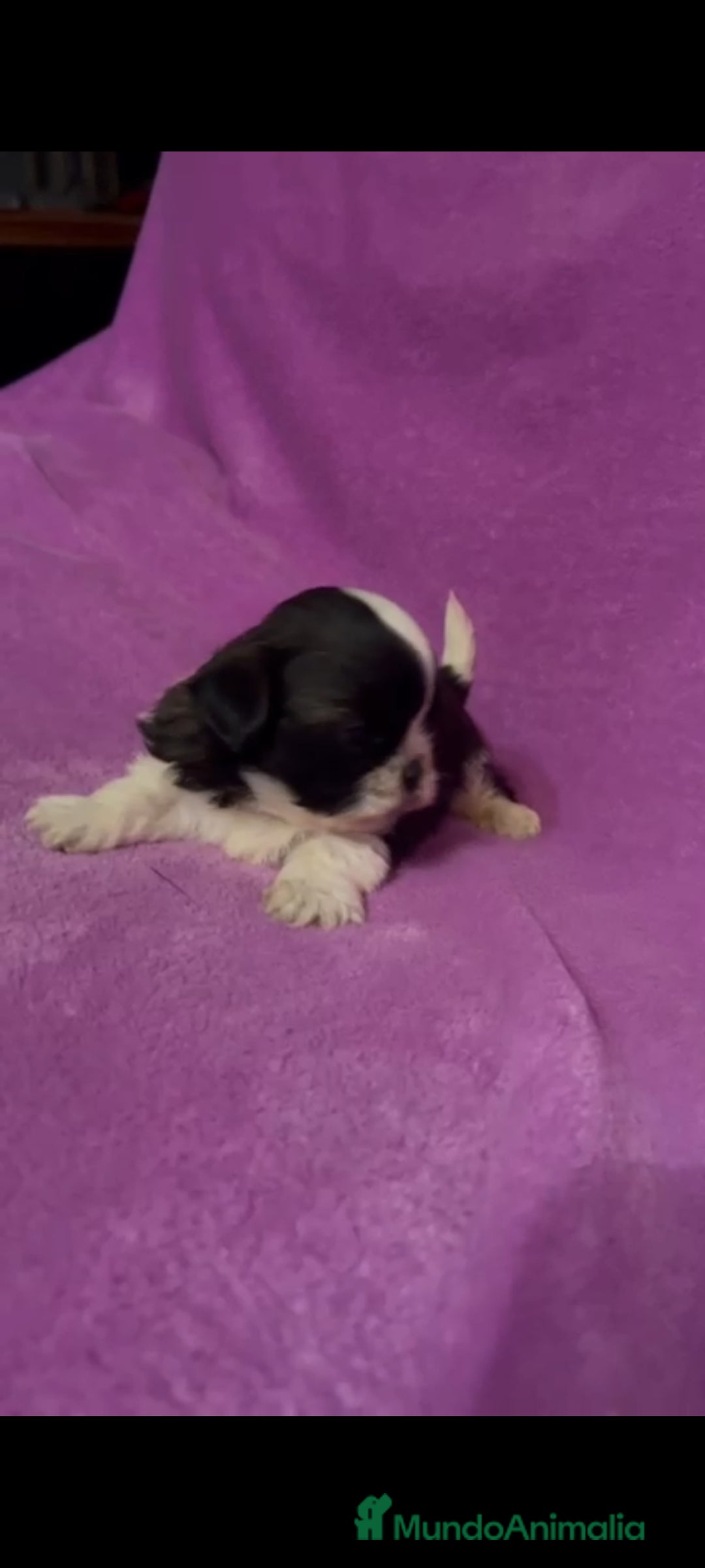 Shih Tzu perros en venta: Shih tzu mini - Imagen 4