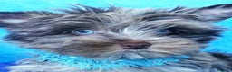 Biewer Yorkshire Terrier a la Pom Pon perros en venta: Exclusivas hembras yorkshire con ojos azules  - Anuncio 3