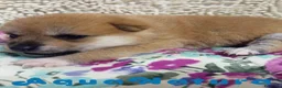 Shiba Inu perros en venta: Shiba Inu Macho de Maya y Silvio 1830- AQUANATURA en Barcelona - Anuncio 3