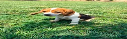Beagle perros en venta: Beagle - Anuncio 3