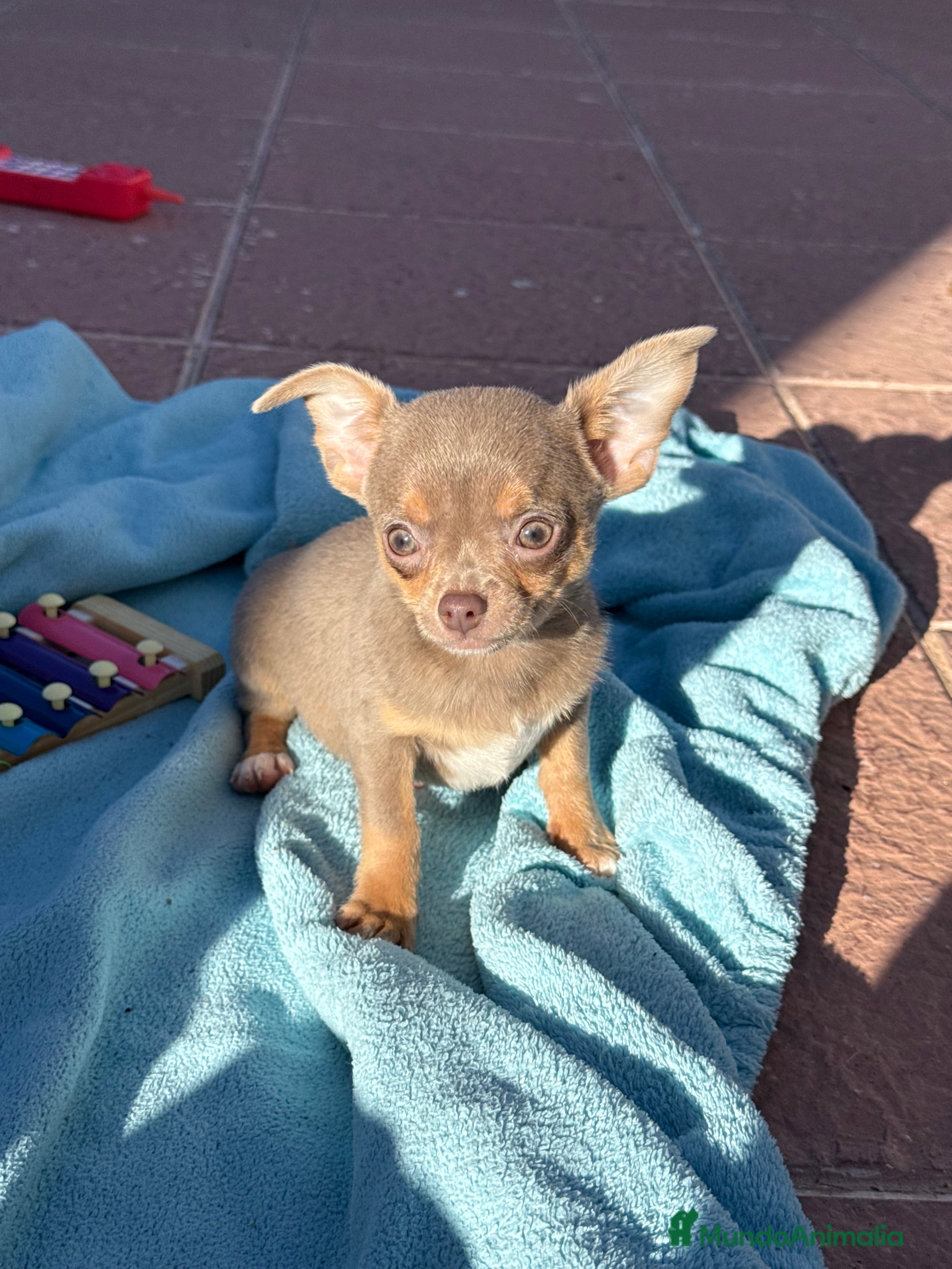 Chihuahua perros Chihuahuas machos disponibles ojos claros  - Anuncio 1