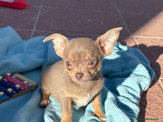 Chihuahua perros Chihuahuas machos disponibles ojos claros - Anuncio 1