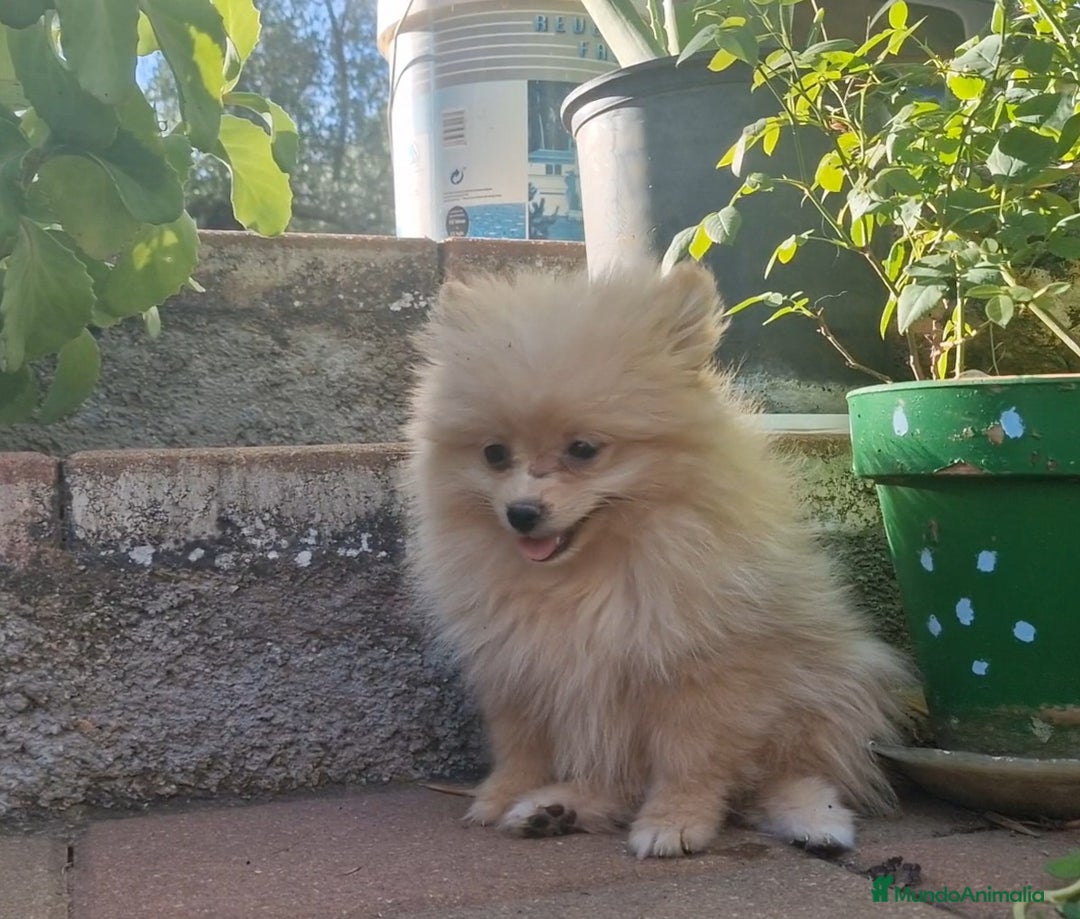 Pomerania perros en venta: Pomerania 50% línea rusa - Imagen 2