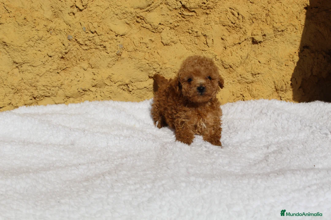 Caniche Enano perros en venta: Caniche enano rojo  - Anuncio 4