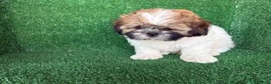 Shih Tzu 2